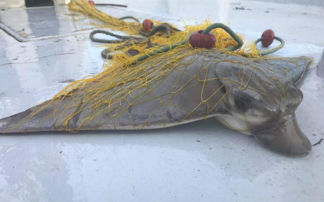 Cyprus Bycatch Project Phase I