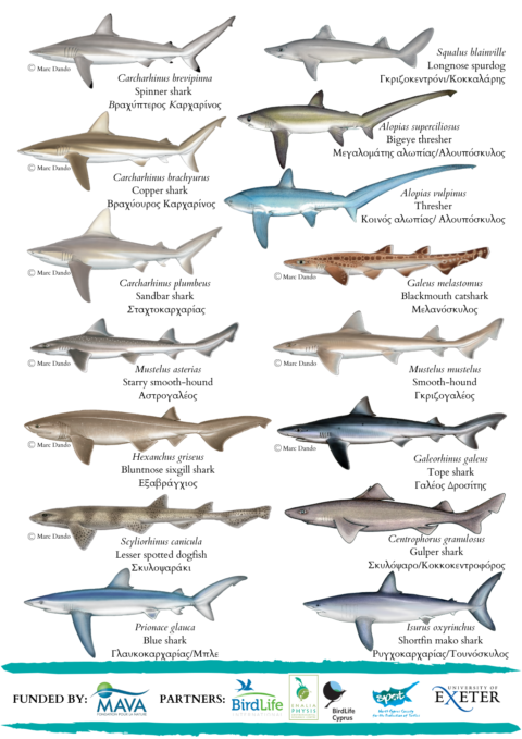 Elasmobranch Field Identification Guide | Enalia Physis