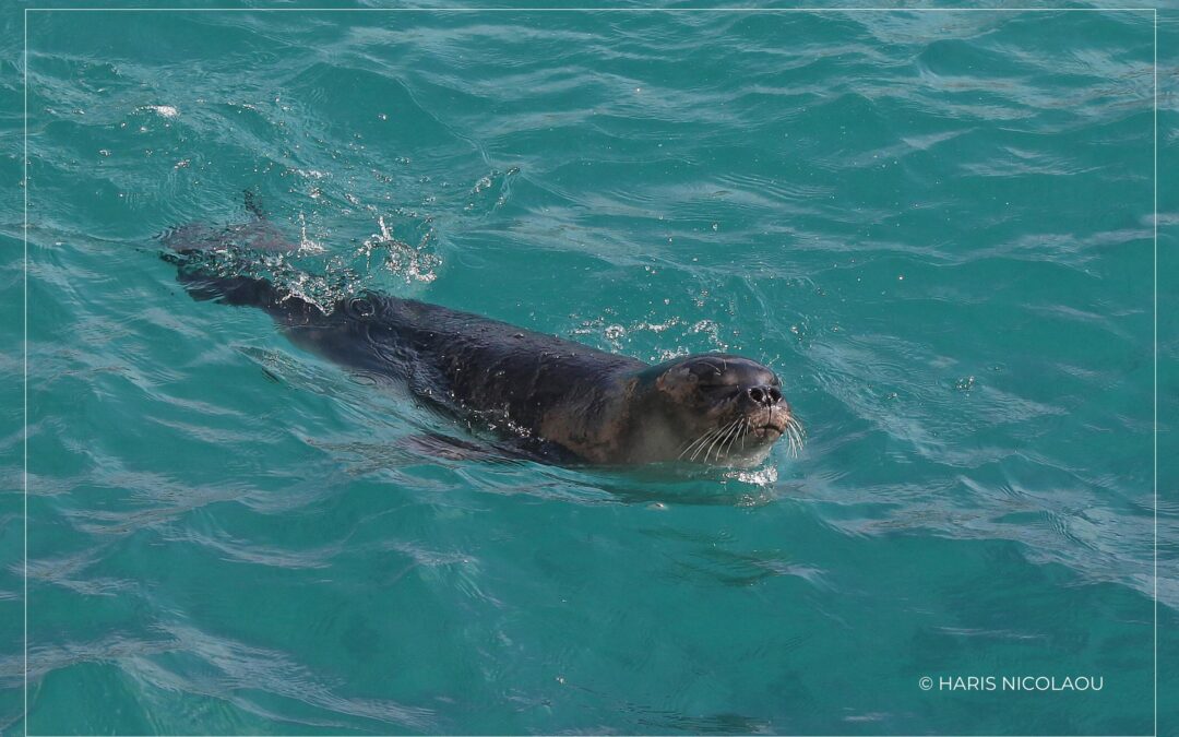 Γνώρισε τη Μεσογειακή φώκια – Meet the Mediterranean Monk Seal