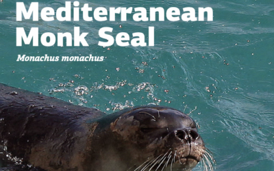 Mediterranean Monk Seal – Educational Brochure