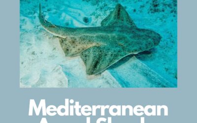 Mediterranean Angel Sharks: Regional Action Plan Phase 2: Implementation