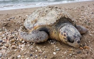 Τι κάνουμε όταν εντοπίσουμε μια νεκρή ή τραυματισμένη Θαλάσσια Χελώνα?