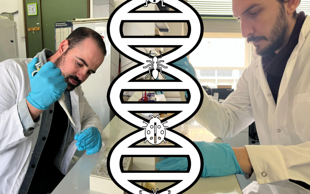 DNA barcoding and impact assessment of non-native insects on Cyprus