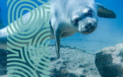 Handbook of best practices to minimise impacts of human activities on marine mammals and sea turtles in the Mediterranean Sea