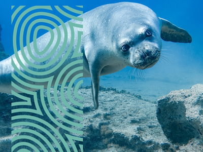 Handbook of best practices to minimise impacts of human activities on marine mammals and sea turtles in the Mediterranean Sea