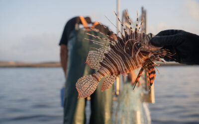 SPOTLight on Sustainable Fisheries